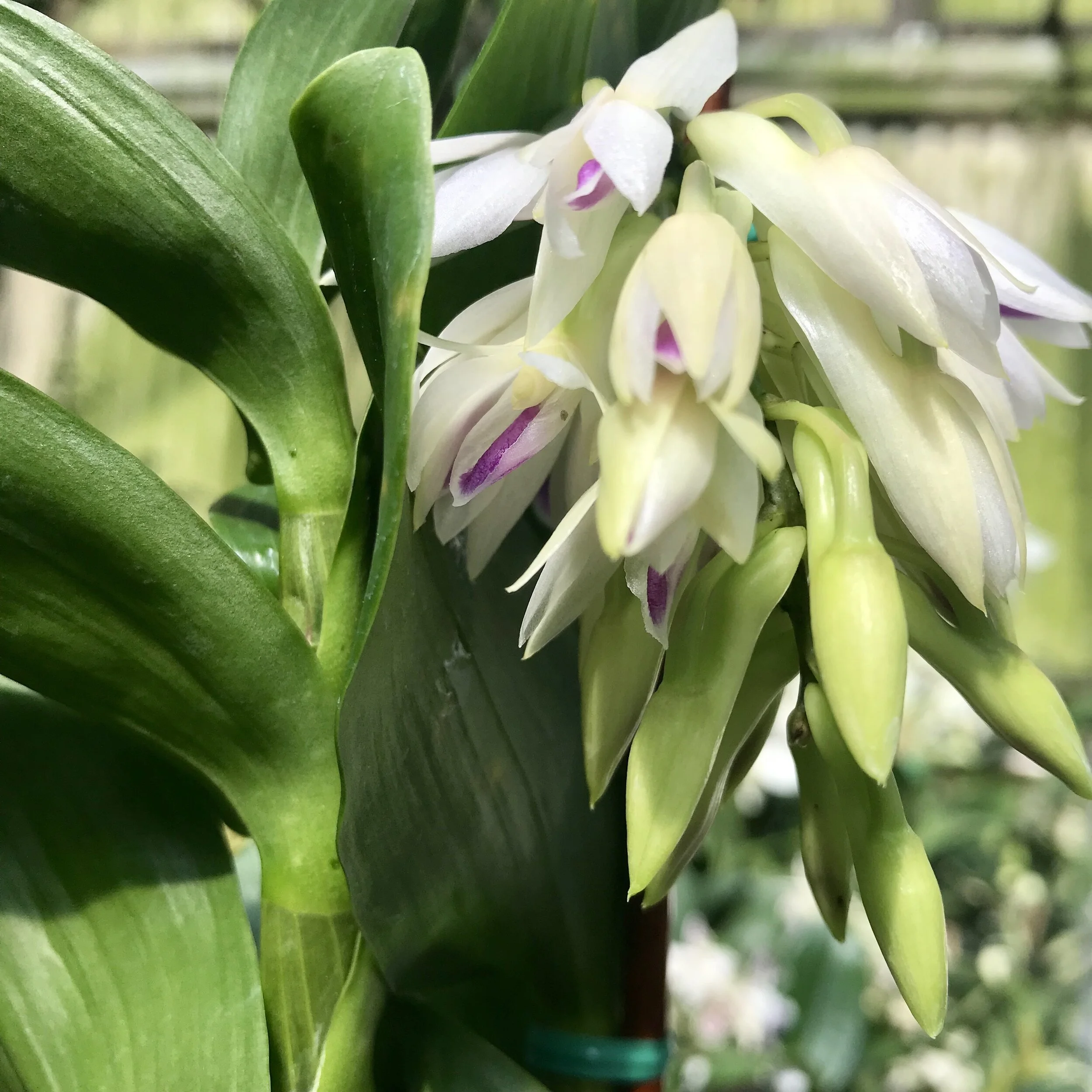 洋ラン 原種 デンドロビューム Den. amethystoglossum DENDROBIUM AMETHYSTOGLOSSUM｜EGGSEED